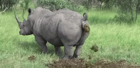 rhino poop gif